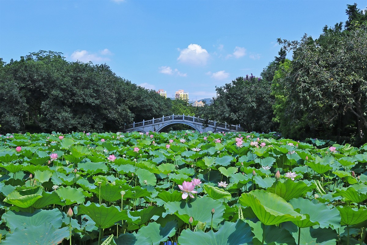 深圳洪湖公园1