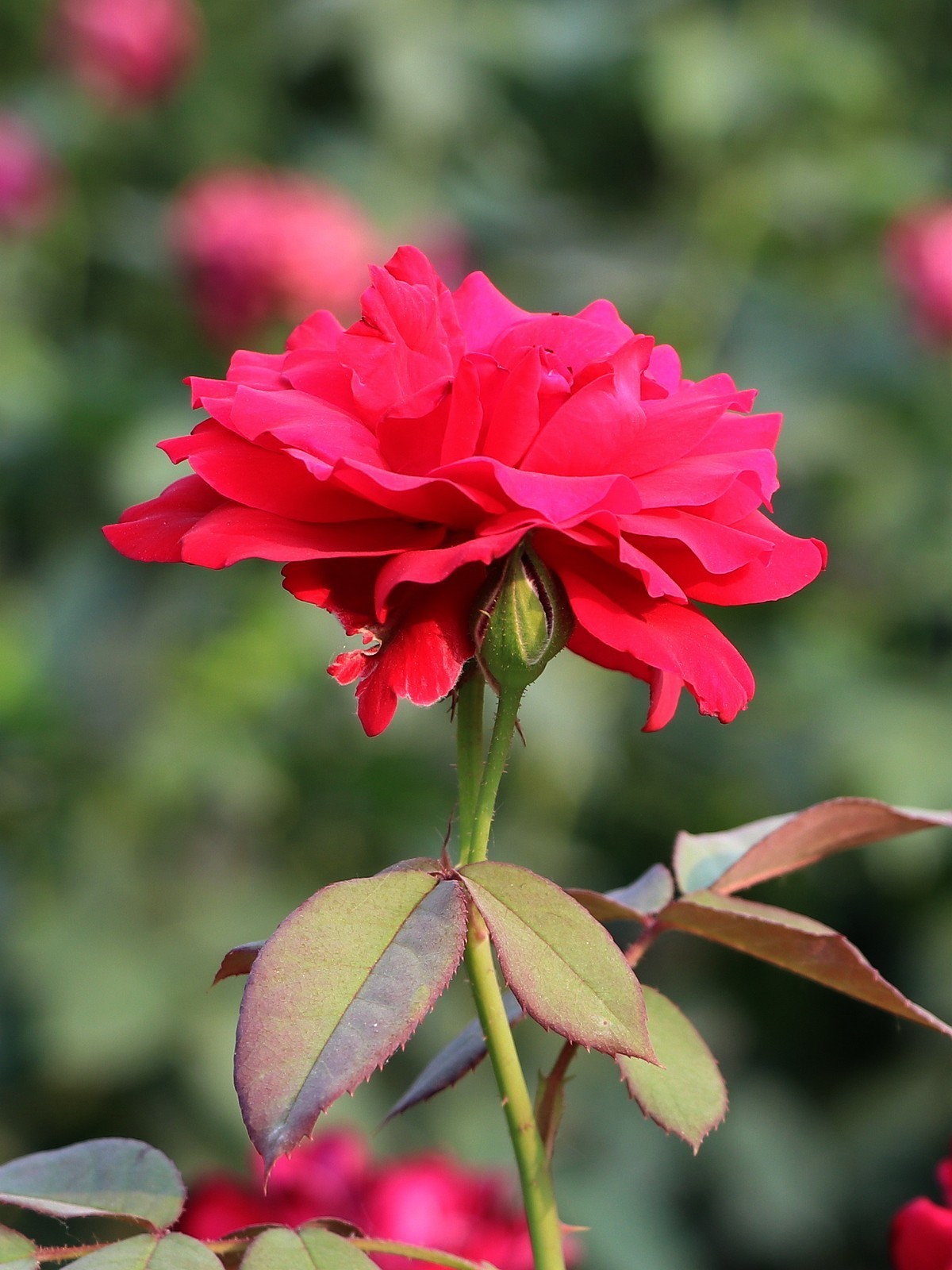 夏日里的梅花公园