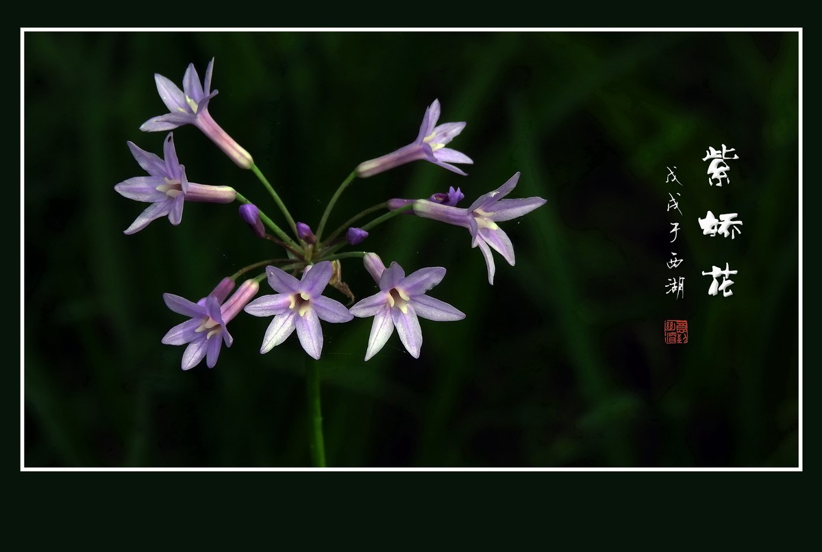 淡紫色的小星星-紫娇花