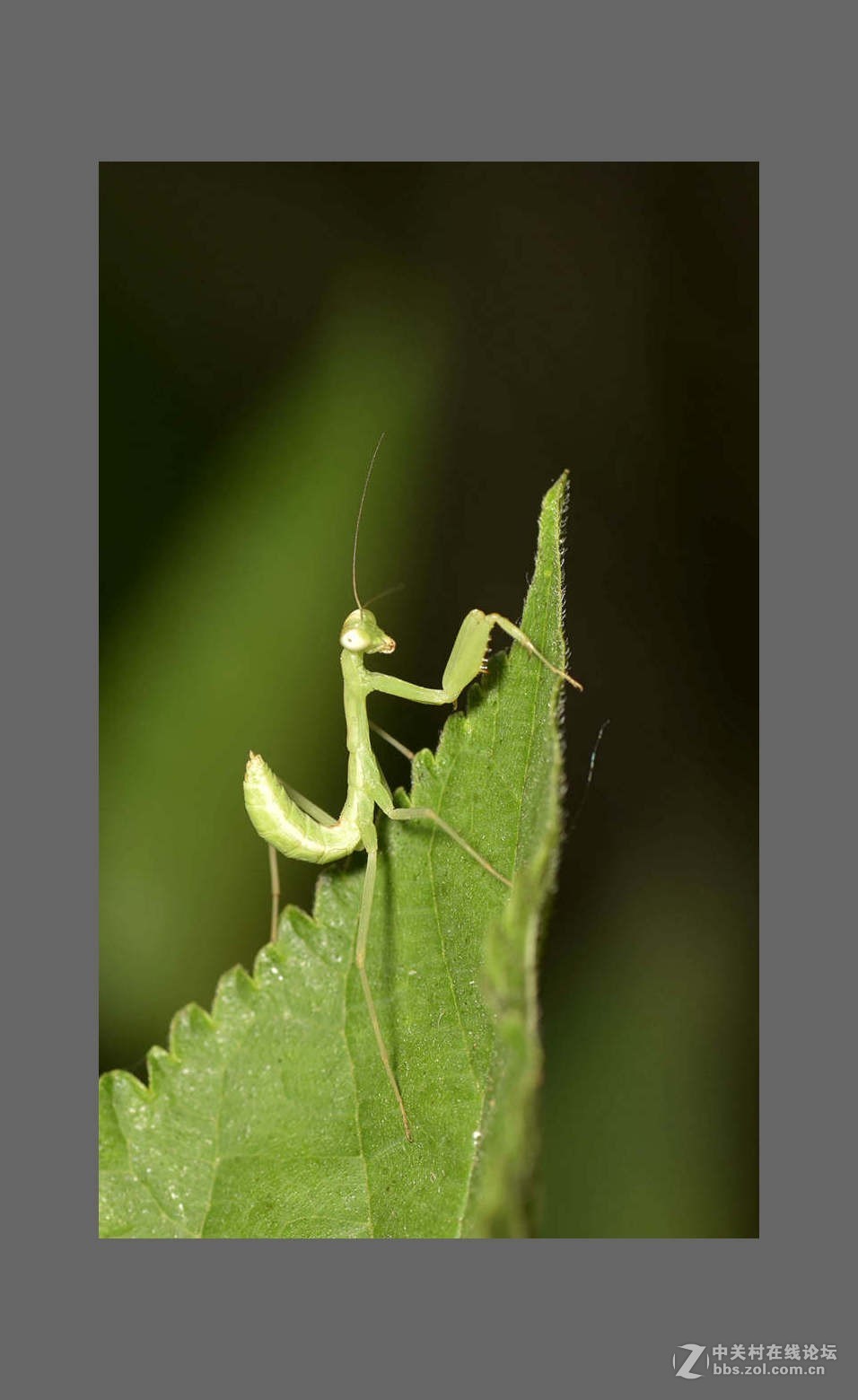 超小螳螂图片