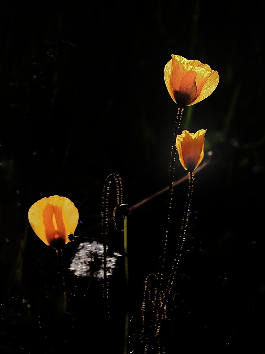 【魅力D700】——那拉提雪莲谷