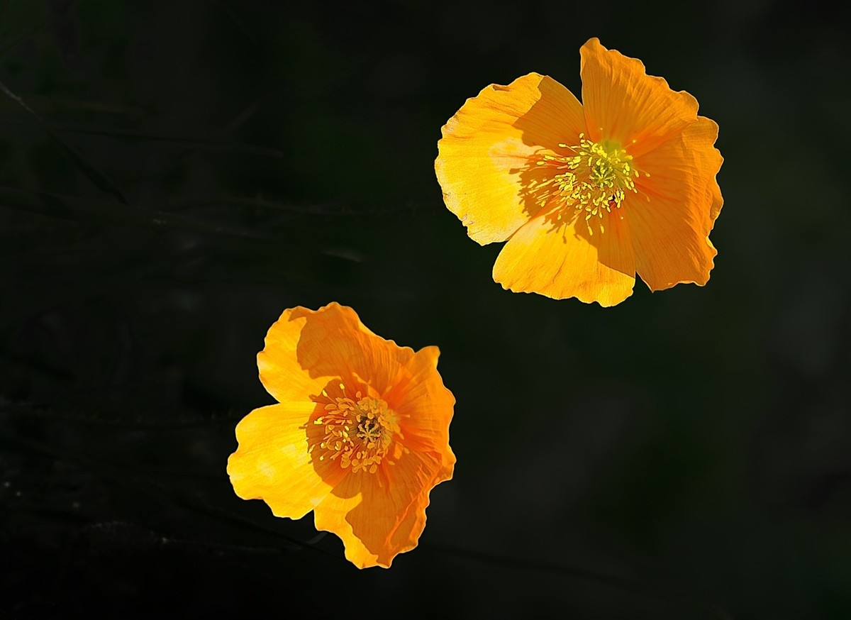 【魅力D700】——那拉提雪莲谷