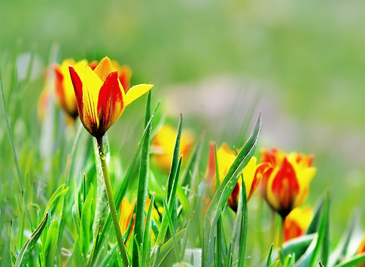 【魅力D700】——那拉提雪莲谷