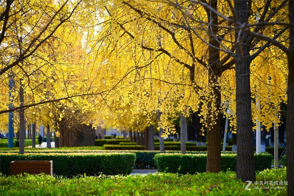 奥林匹克公园大道缤纷秋色（续）
