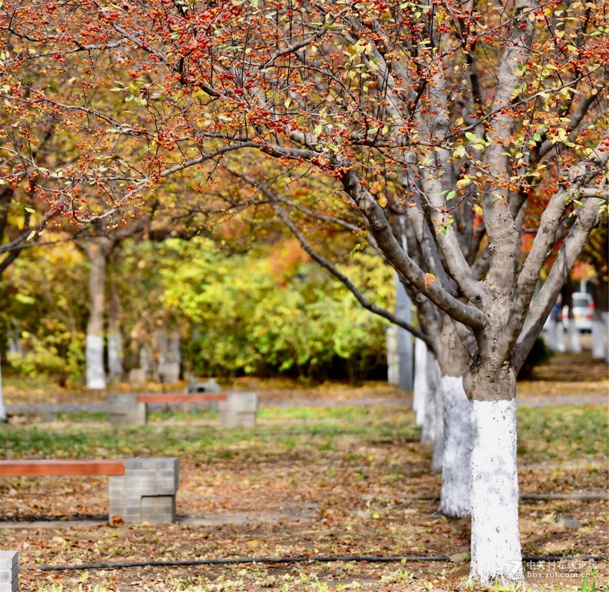 奥林匹克公园大道缤纷秋色（续）