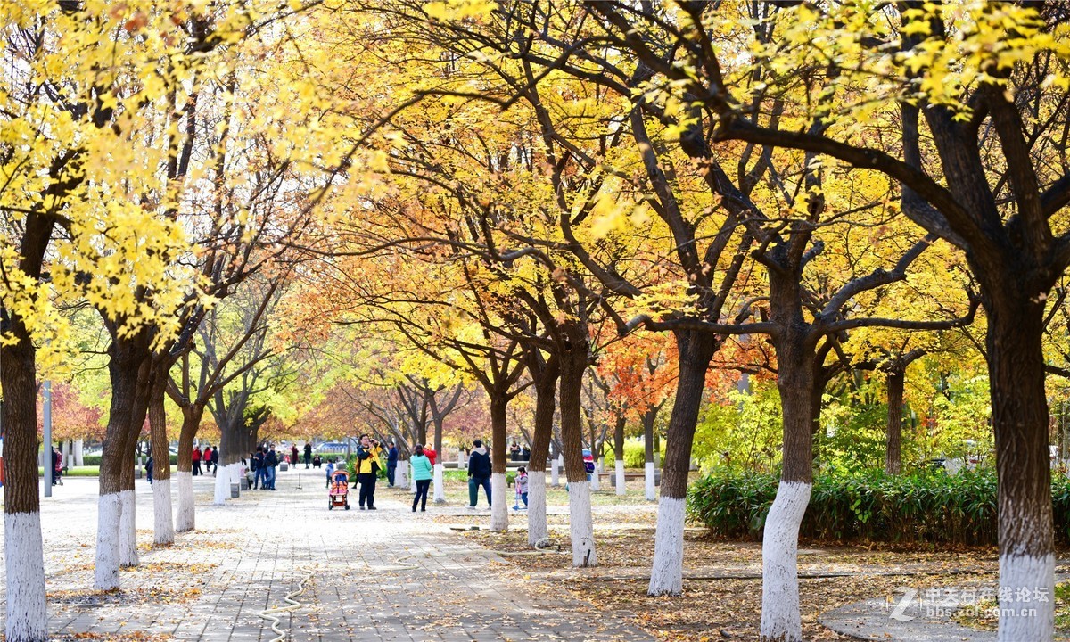 奥林匹克公园大道缤纷秋色（续）