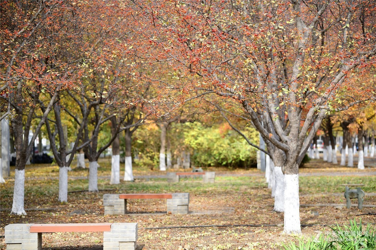 奥林匹克公园大道缤纷秋色（续）