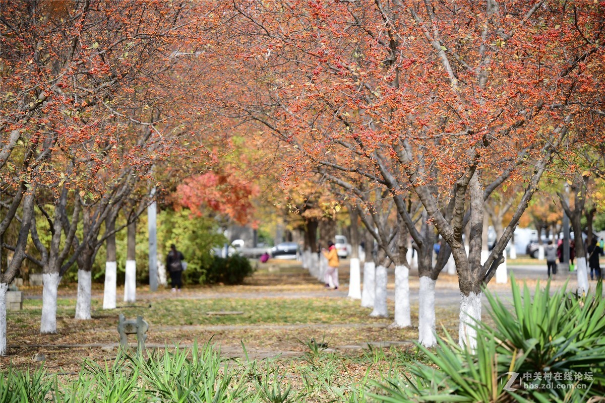 奥林匹克公园大道缤纷秋色（续）