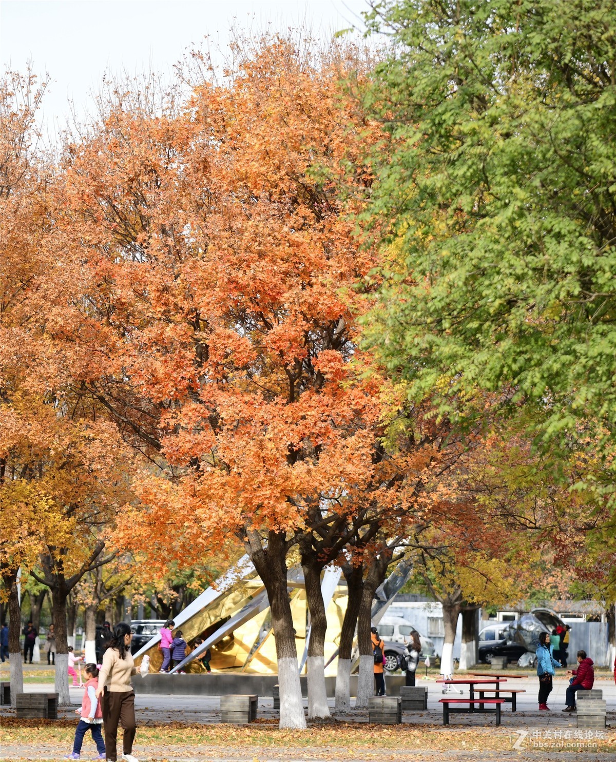 奥林匹克公园大道缤纷秋色（续）