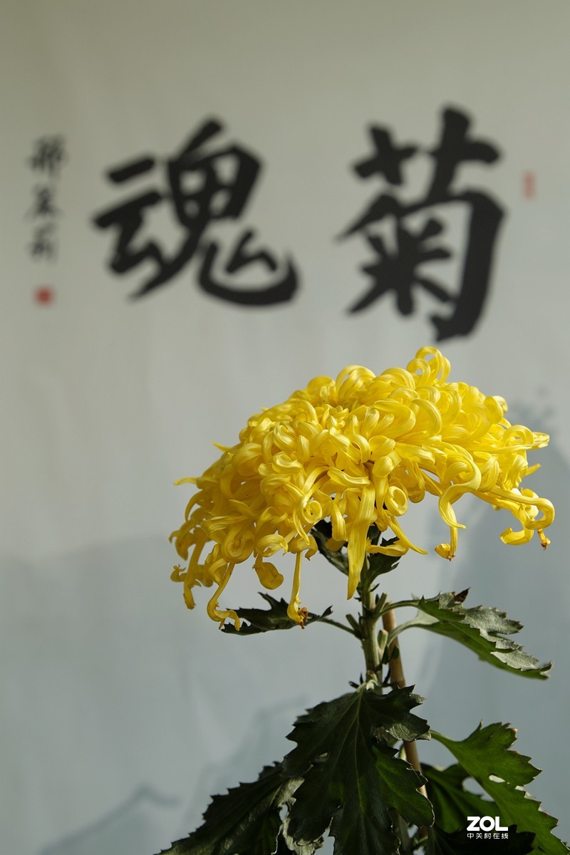 深圳菊花展