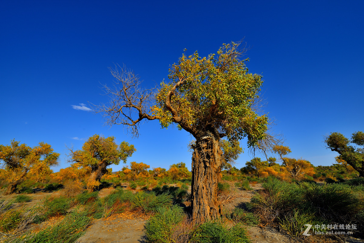 新疆哈密伊吾天然胡杨林1