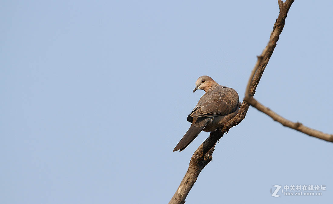 河邊看鳥斑鳩