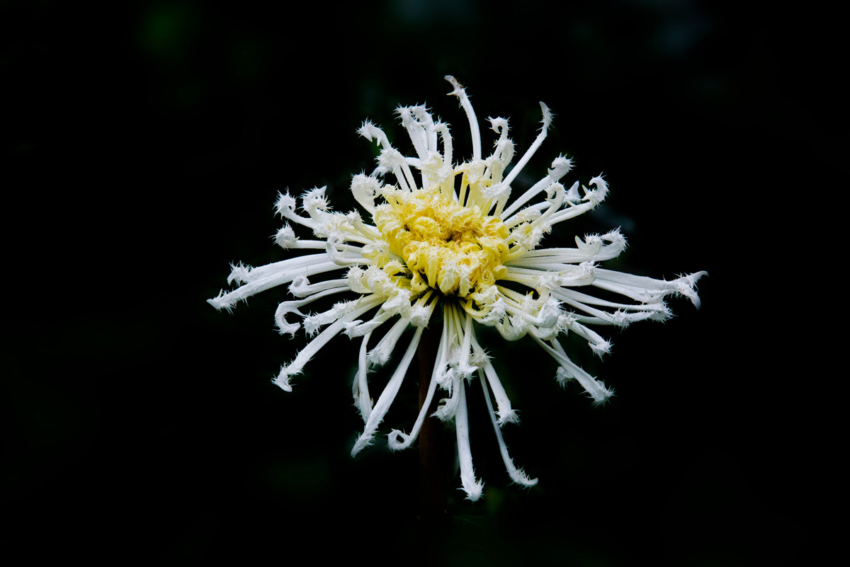 秋霜造就菊花豔