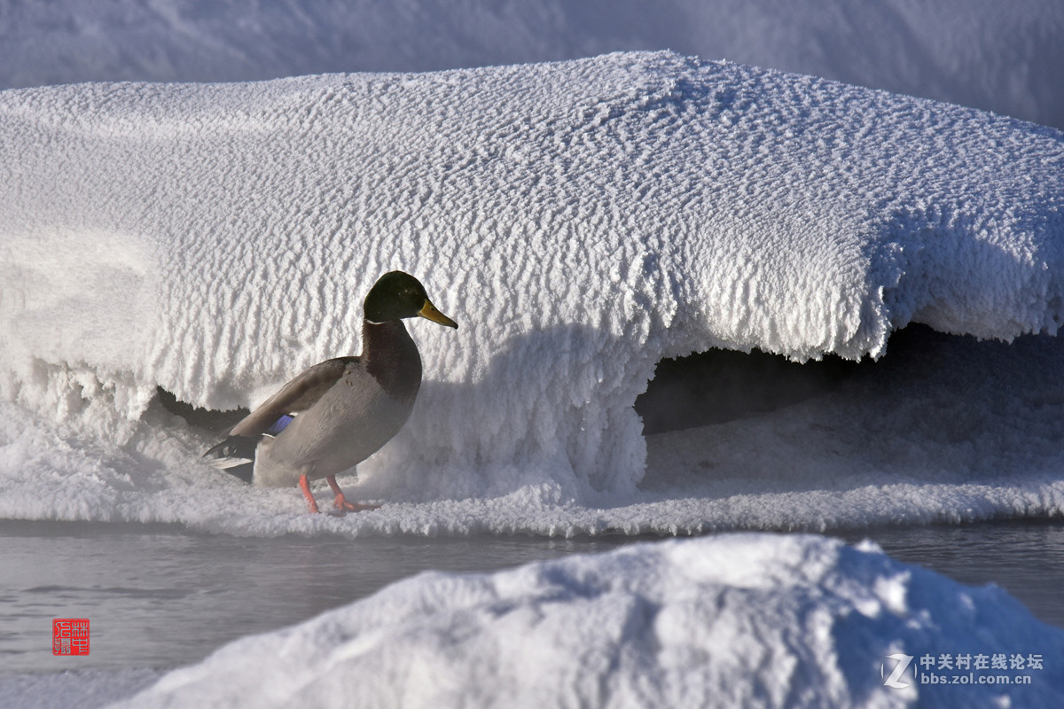 拜年—冬日快乐鸭