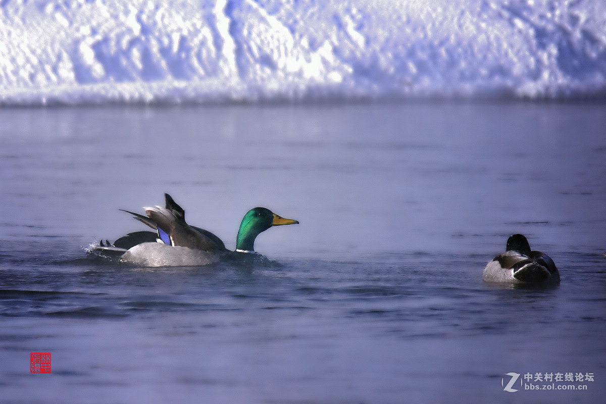 拜年—冬日快乐鸭