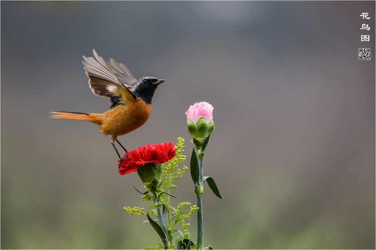 #版主坐堂# [尼康D7100星空(中国)] 2016年1月份部分精华和优秀作品总汇