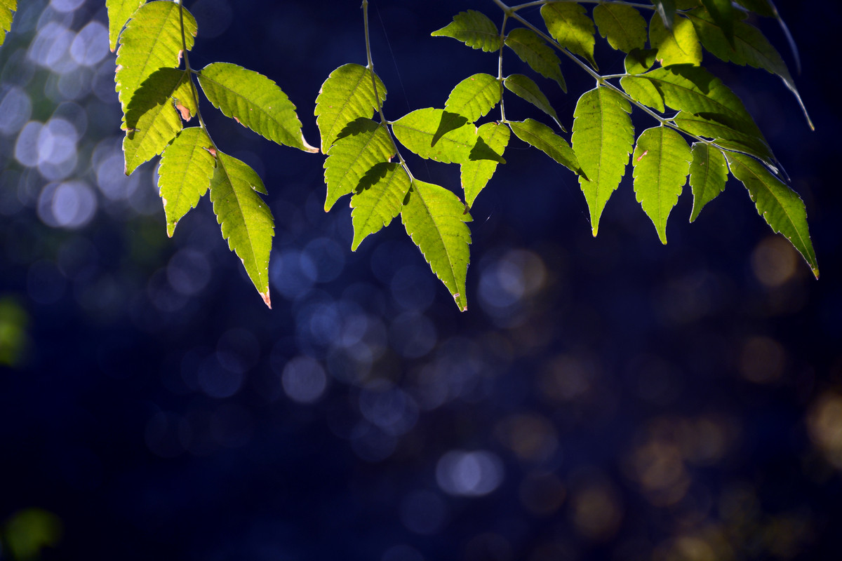 #版主坐堂# [尼康D7100星空(中国)] 2016年1月份部分精华和优秀作品总汇