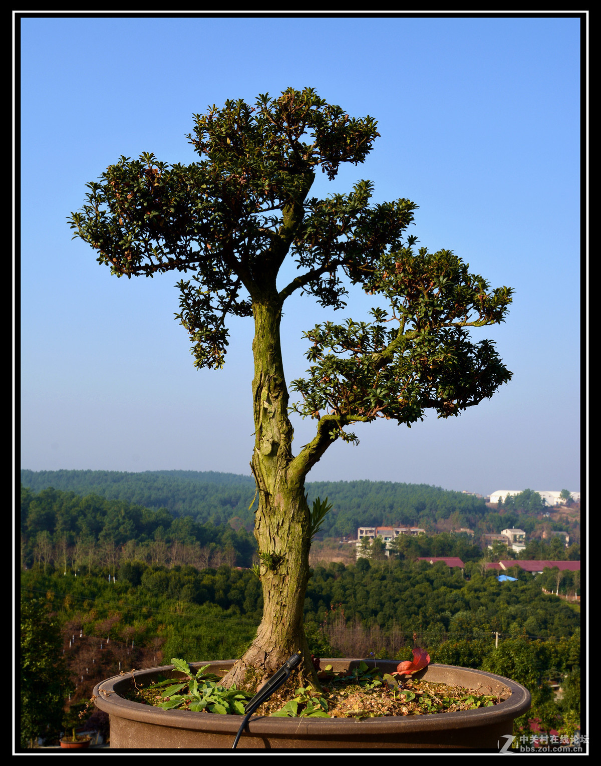 #版主坐堂# [尼康D7100星空(中国)] 2016年1月份部分精华和优秀作品总汇