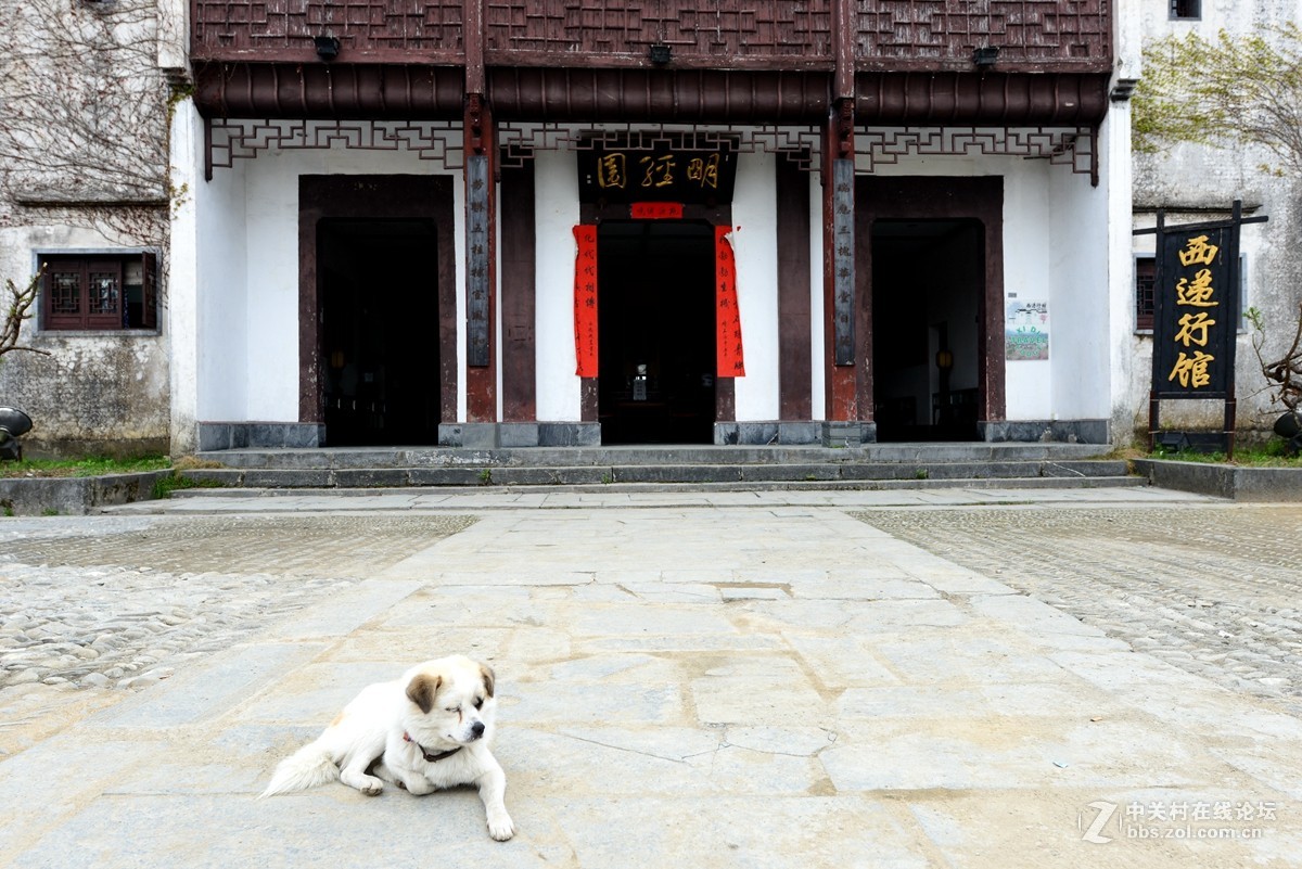 鸡犬安宁-中关村在线摄影论坛