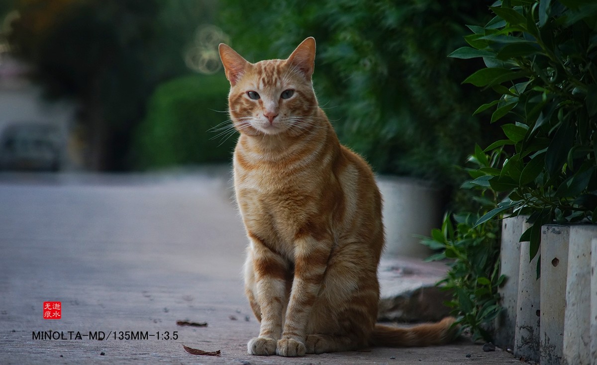 猫----