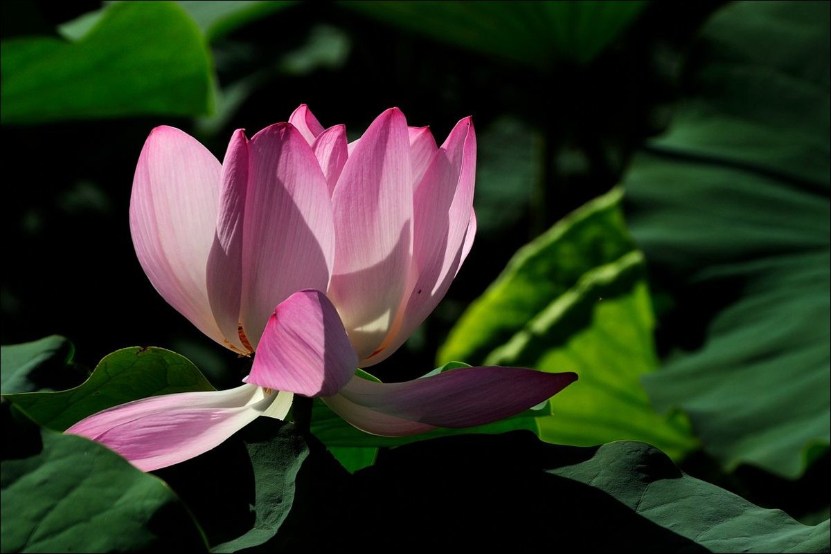 休闲随拍（311）