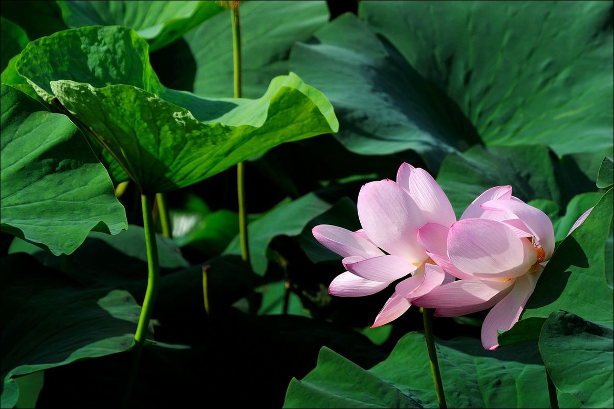 休闲随拍（311）