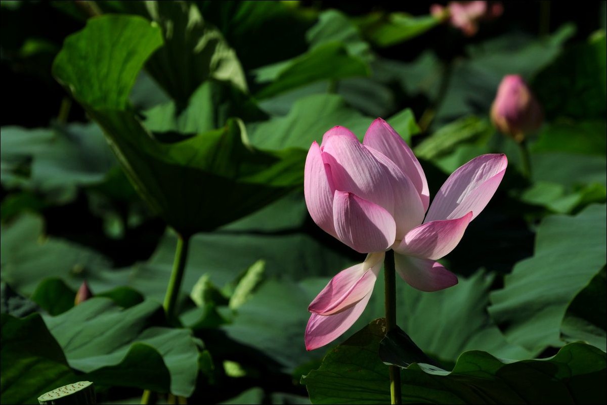 休闲随拍（311）