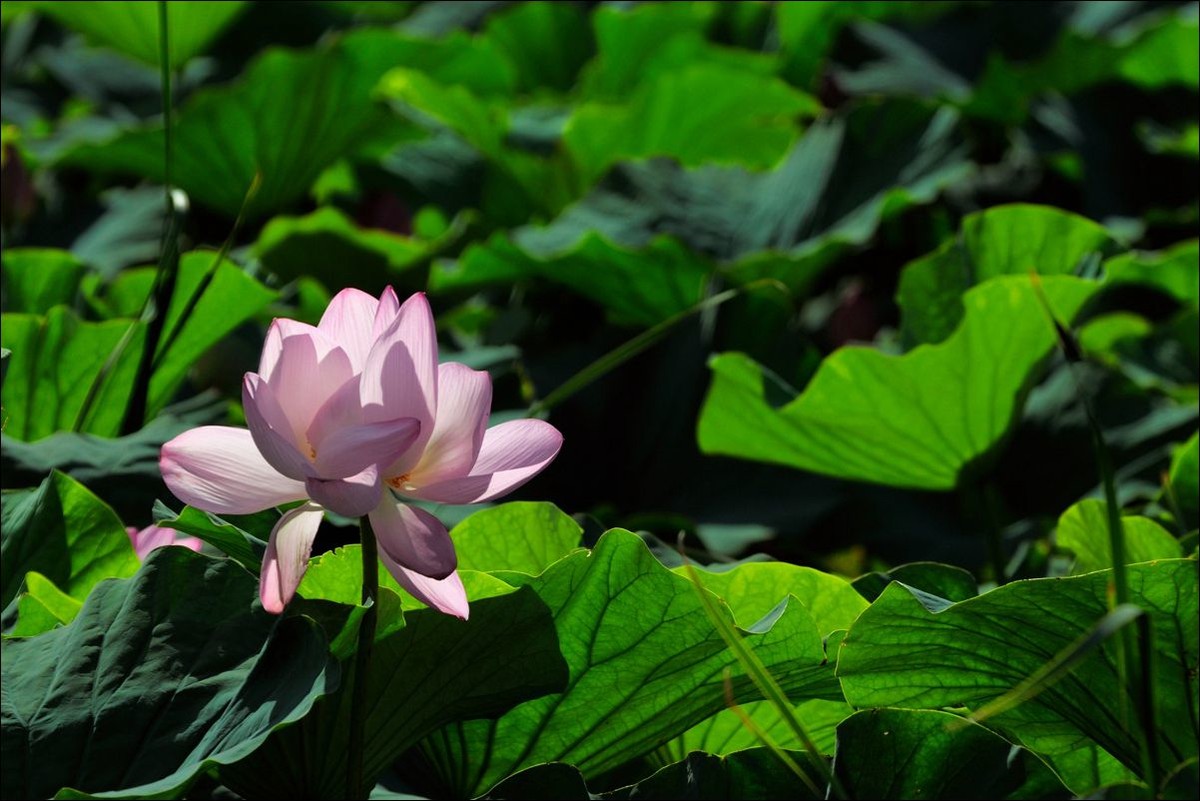 休闲随拍（311）