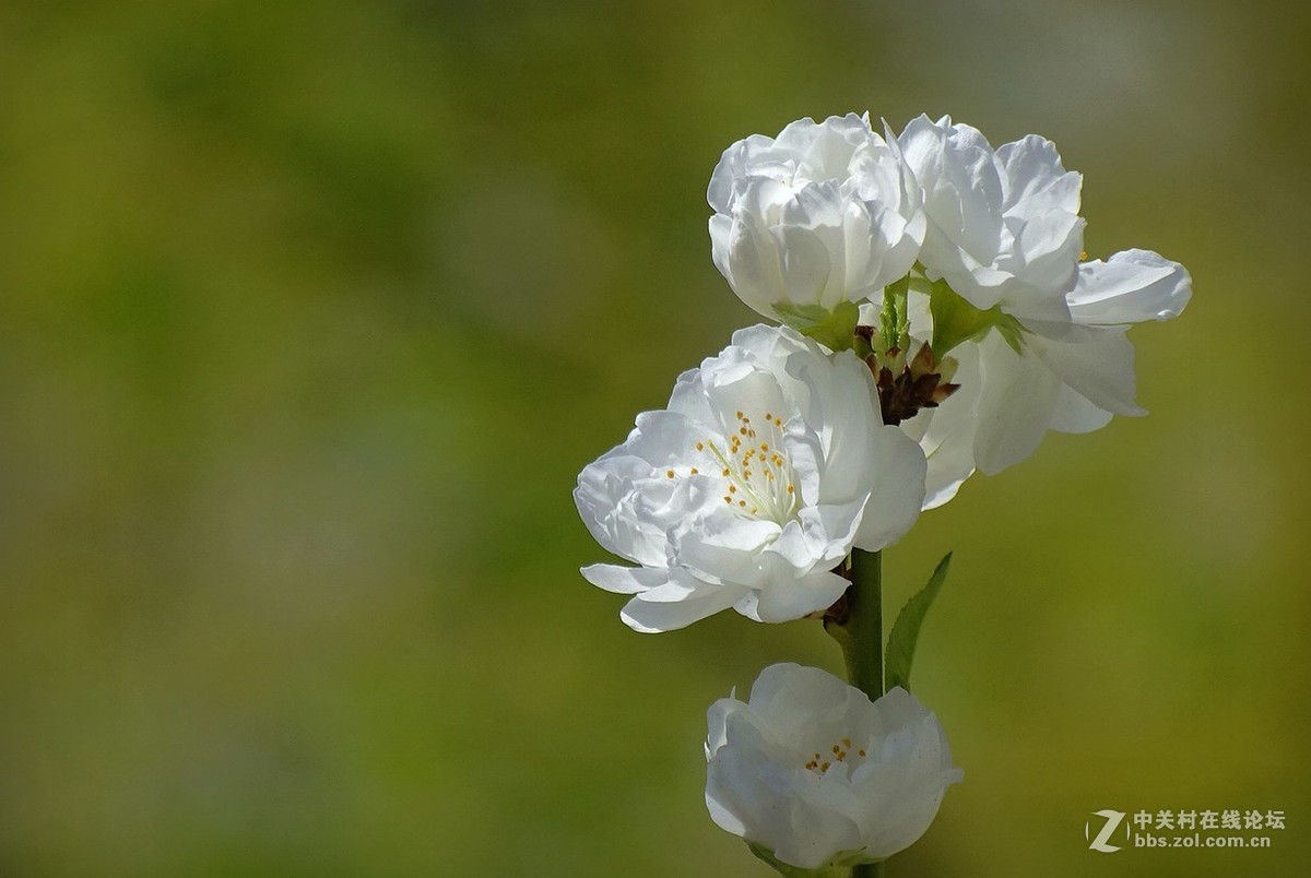 鸟语花香（续）