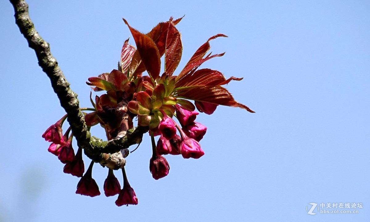 鸟语花香（续）