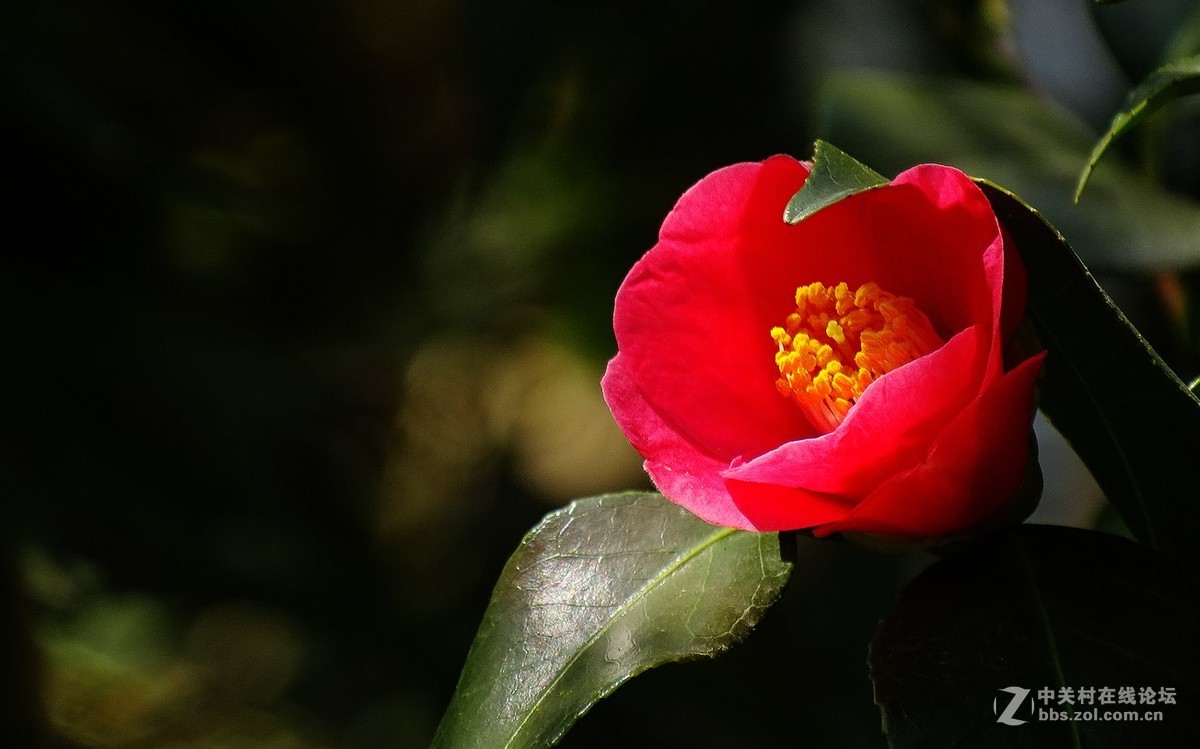 鸟语花香（续）