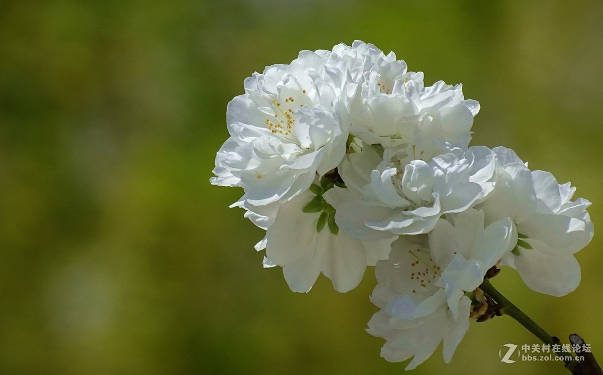 鸟语花香（续）