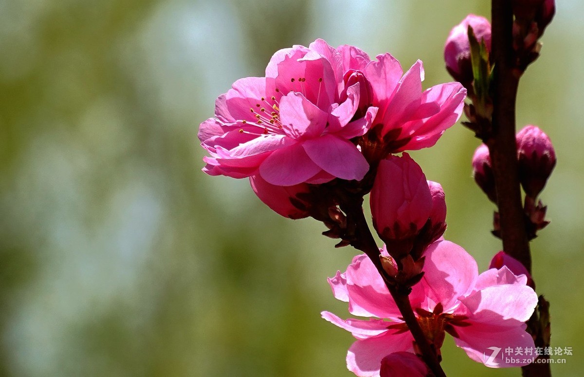 鸟语花香（续）