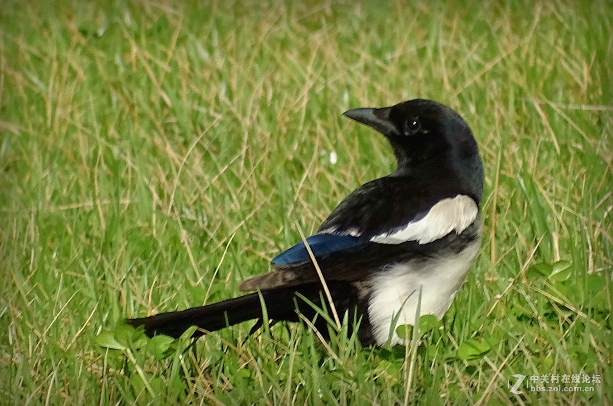 鸟语花香（续）