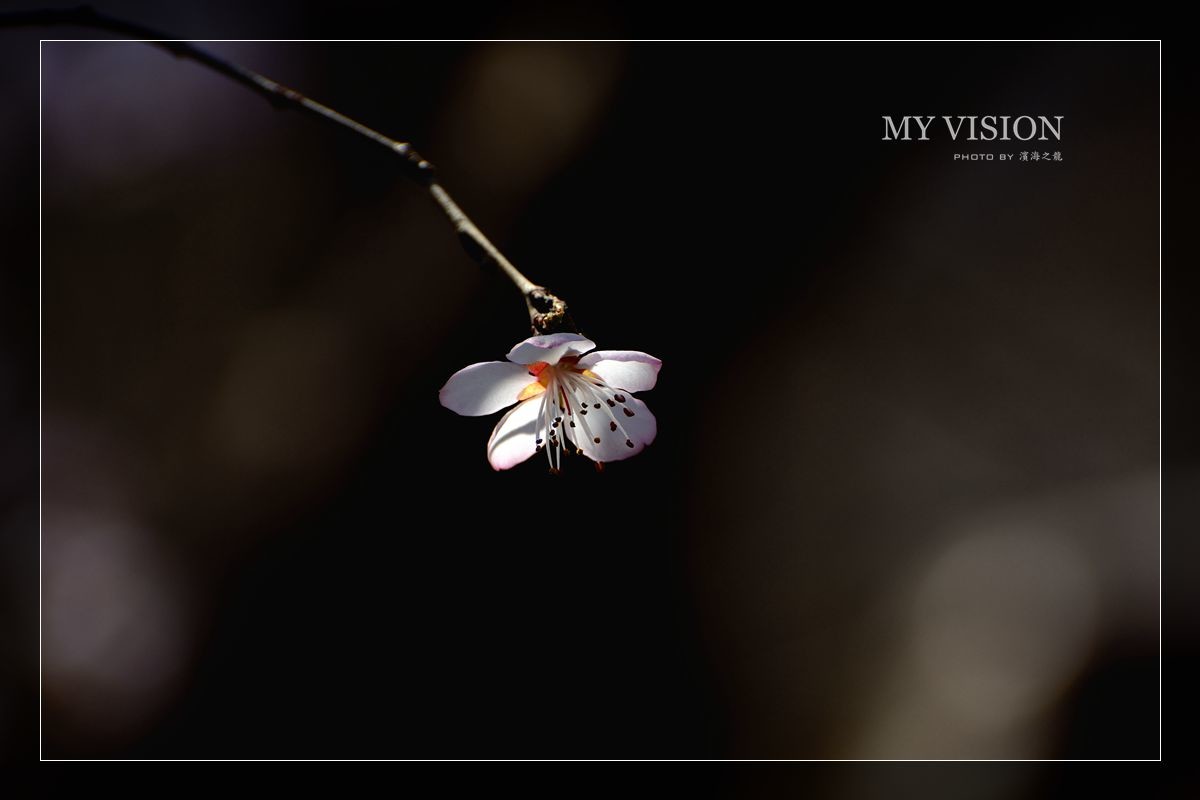 【光影春花】