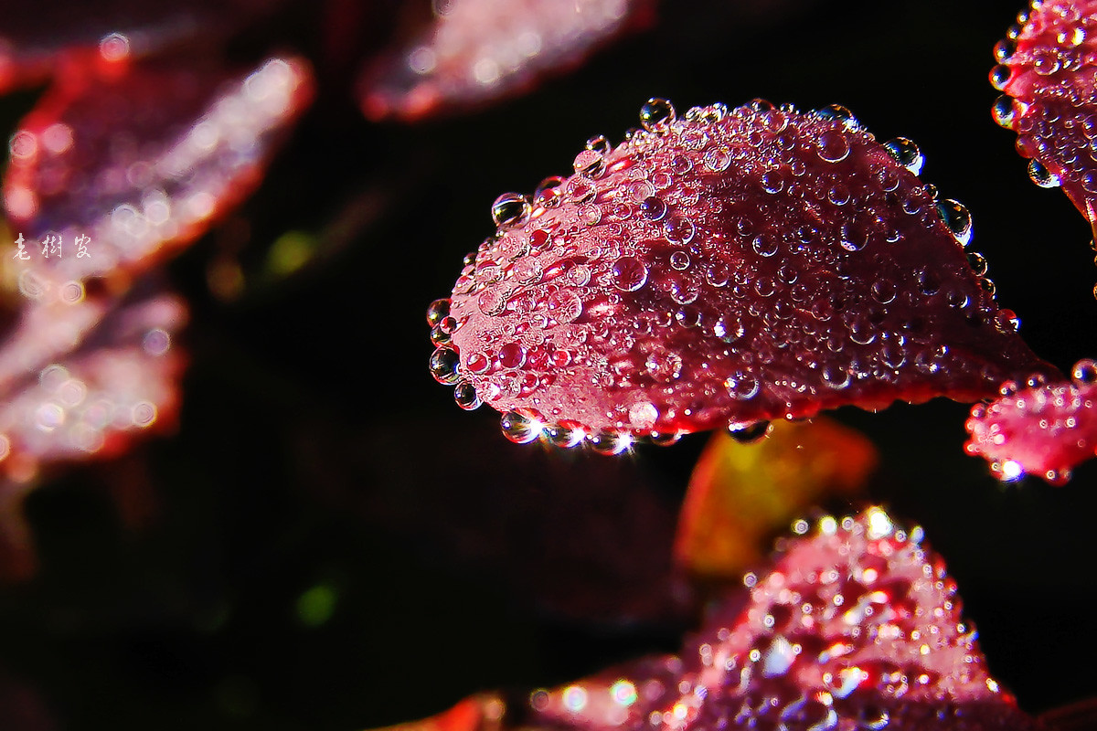 露水璀璨-中关村在线摄影论坛