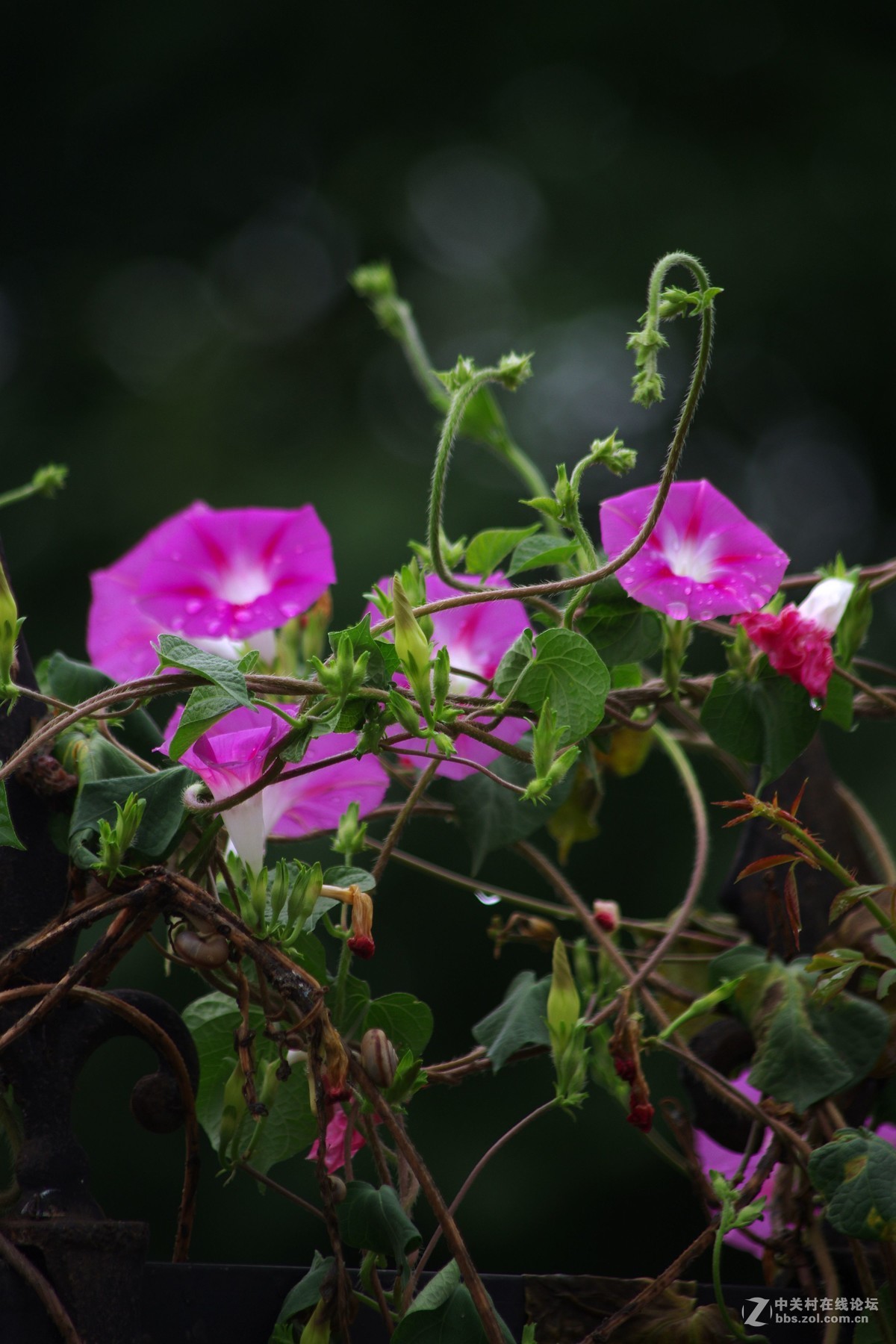 2018小雨中開放的喇叭花牽牛花