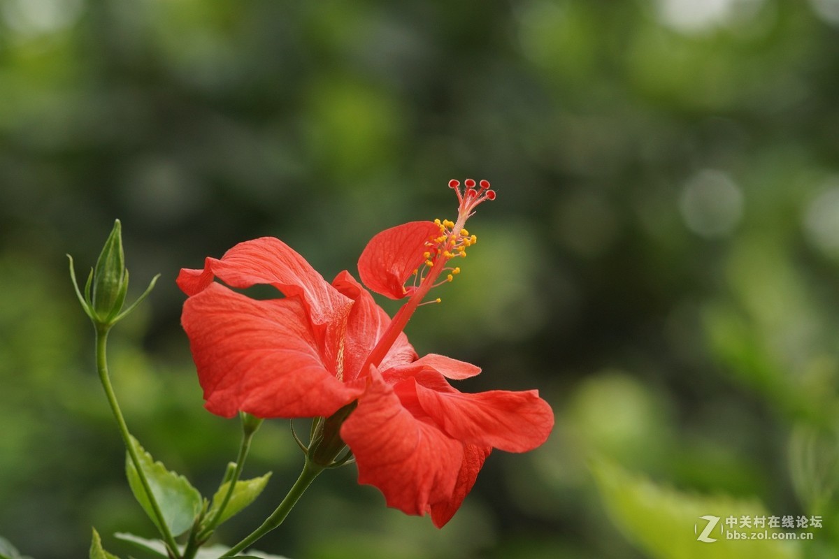 花園裡花朵真鮮豔一組用索尼a65美能達百微拍攝的花卉