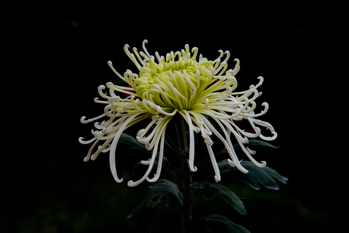 秋霜造就菊花豔