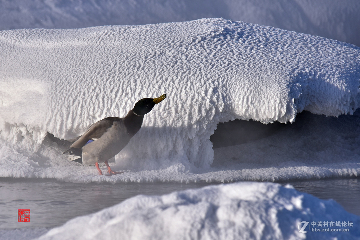 拜年—冬日快乐鸭