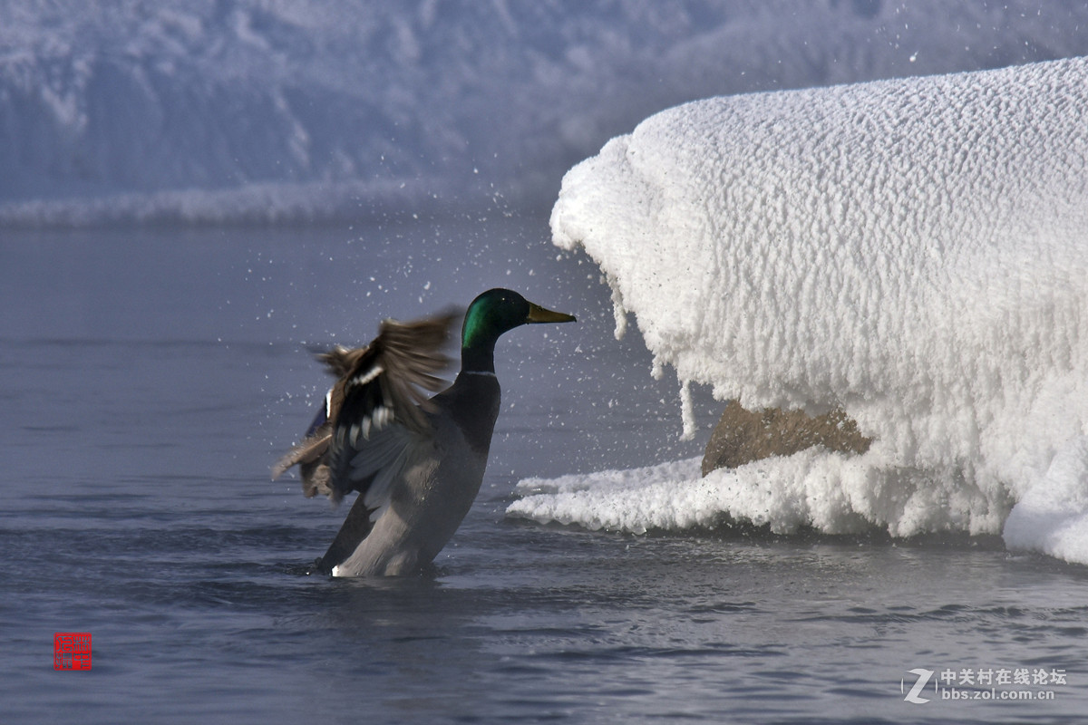 拜年—冬日快乐鸭