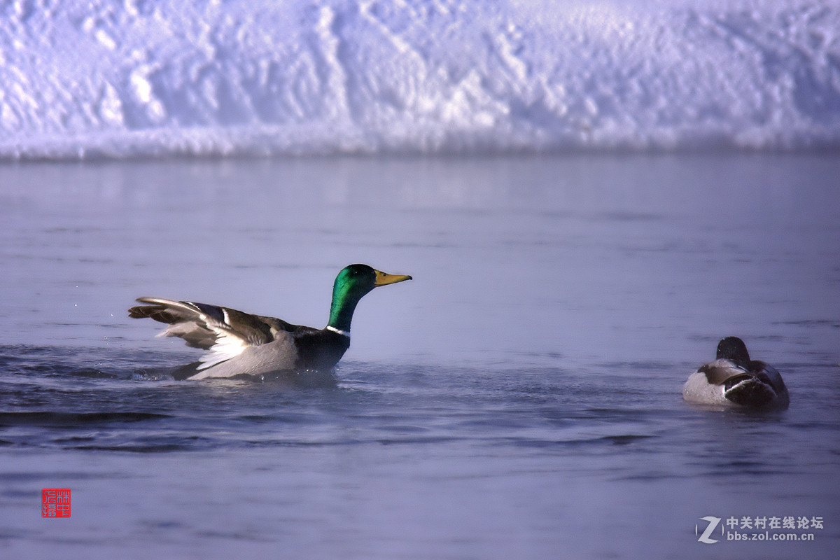拜年—冬日快乐鸭