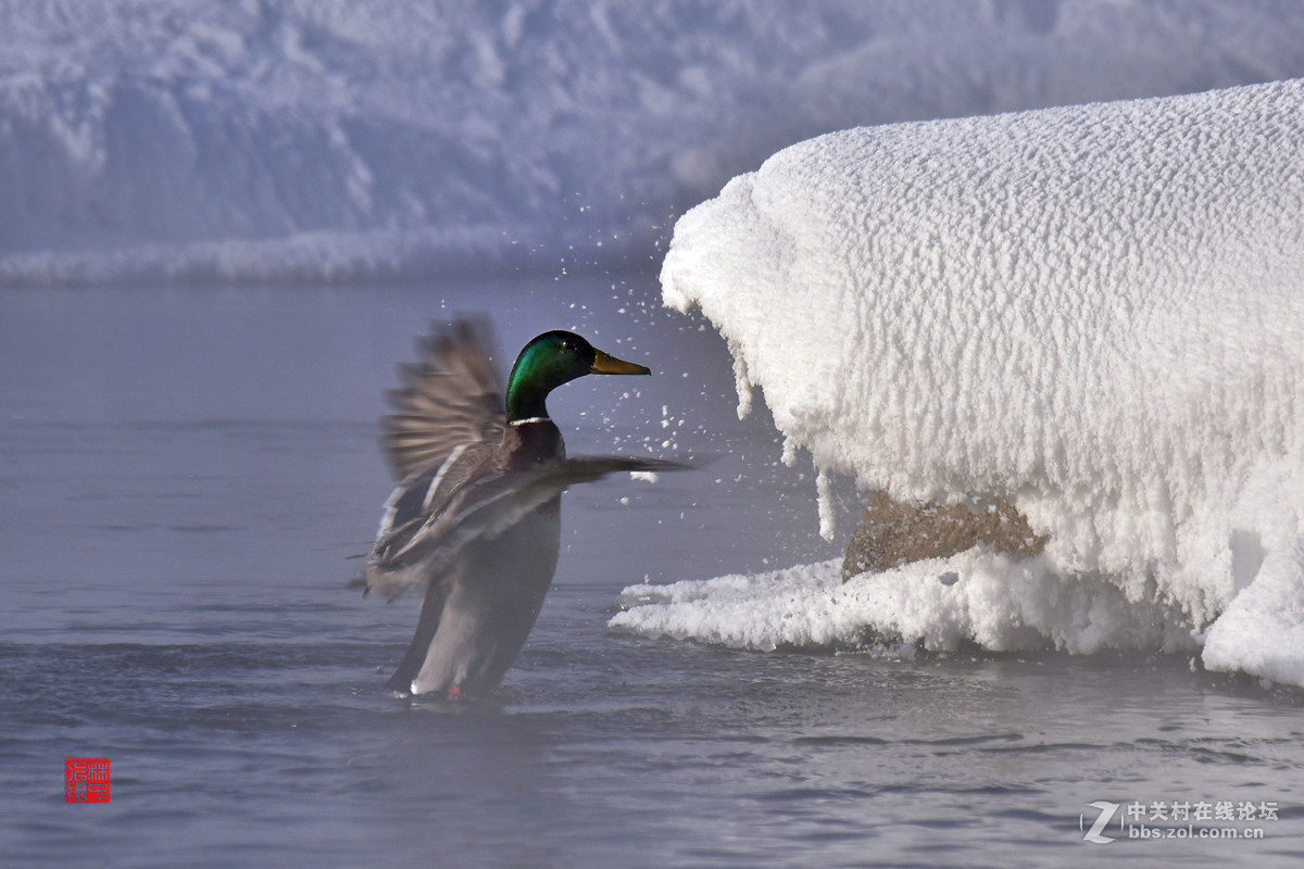 拜年—冬日快乐鸭