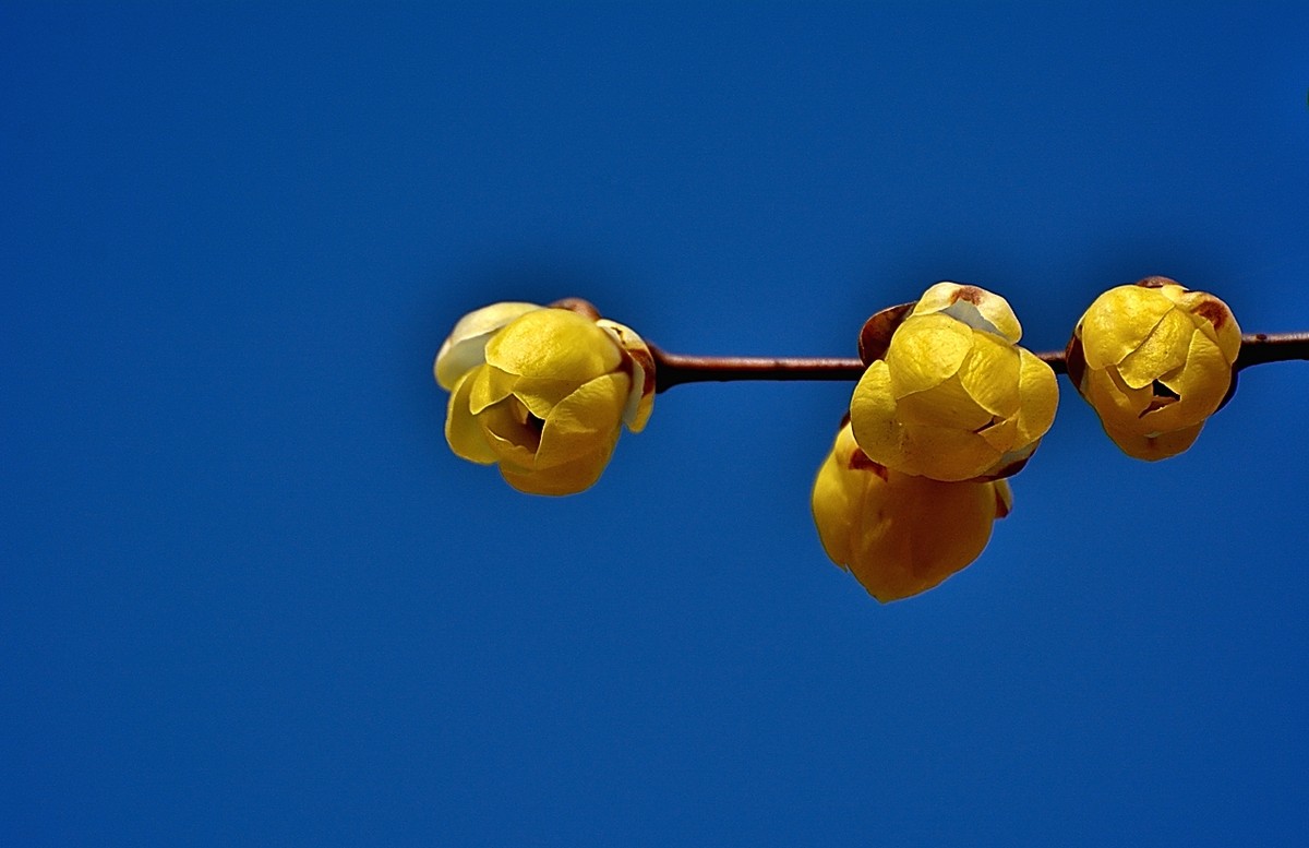 #版主坐堂# [尼康D7100星空(中国)] 2016年1月份部分精华和优秀作品总汇