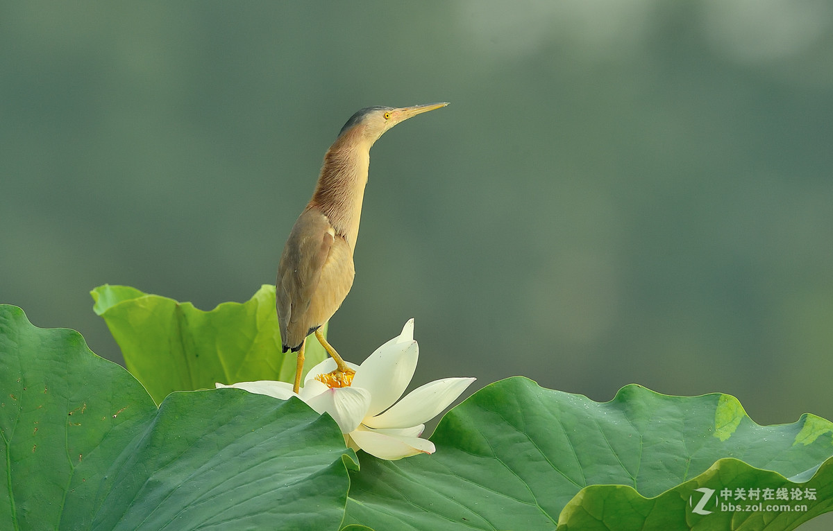 黄苇鳽（2）