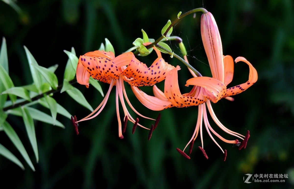百合花