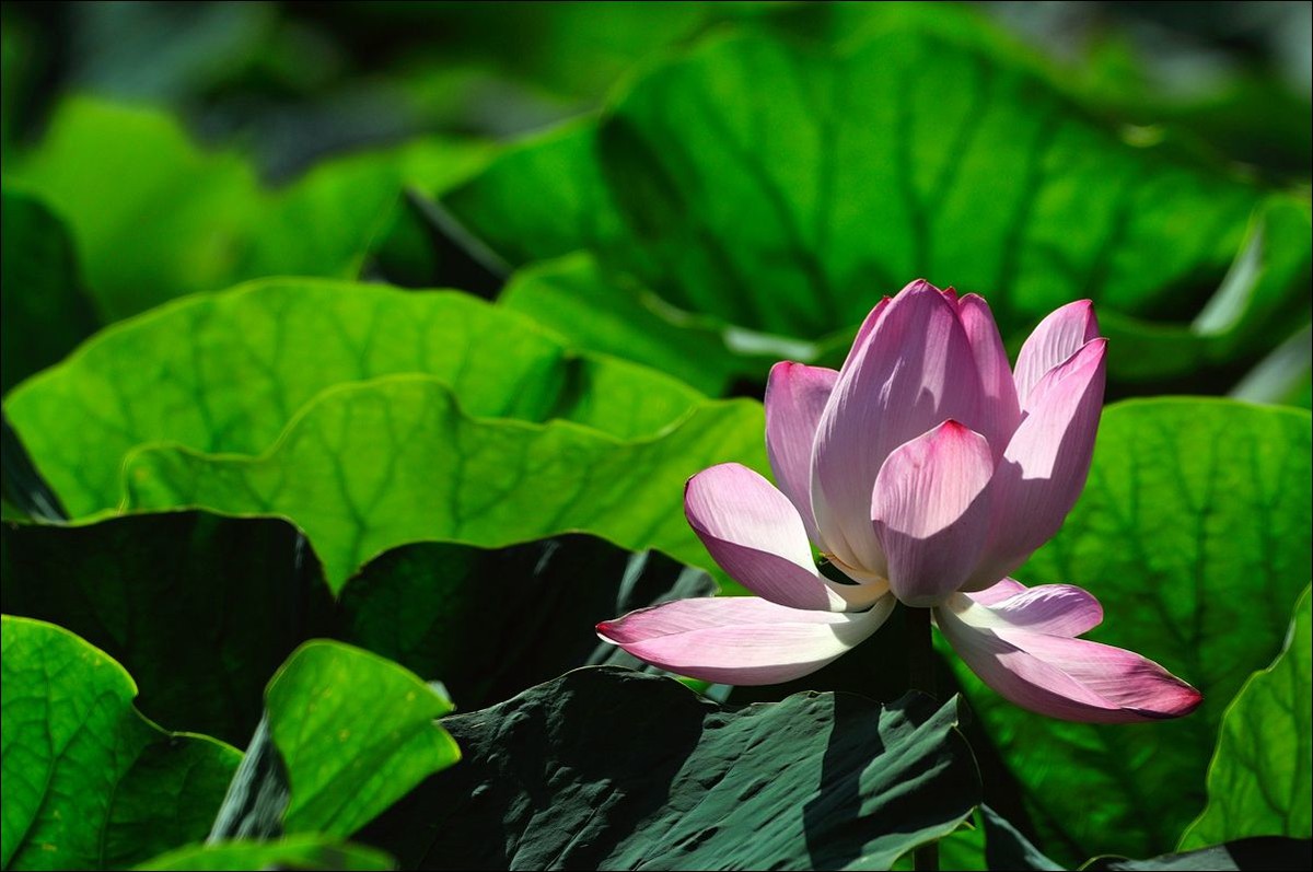 休闲随拍（311）