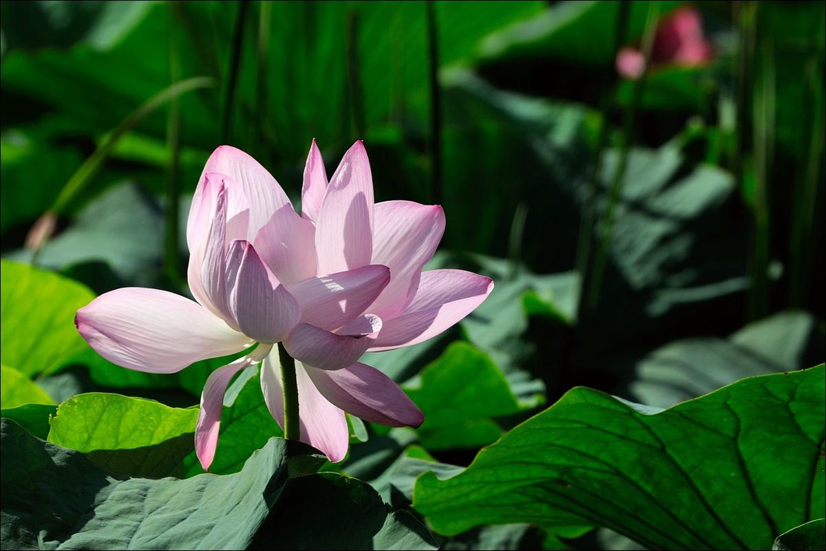 休闲随拍（311）