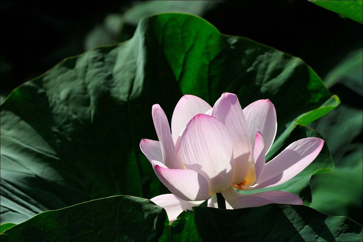 休闲随拍（311）