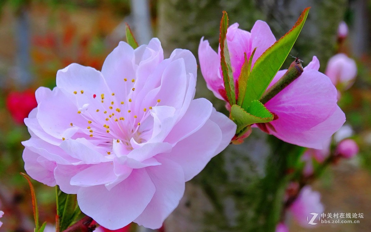 鸟语花香（续）